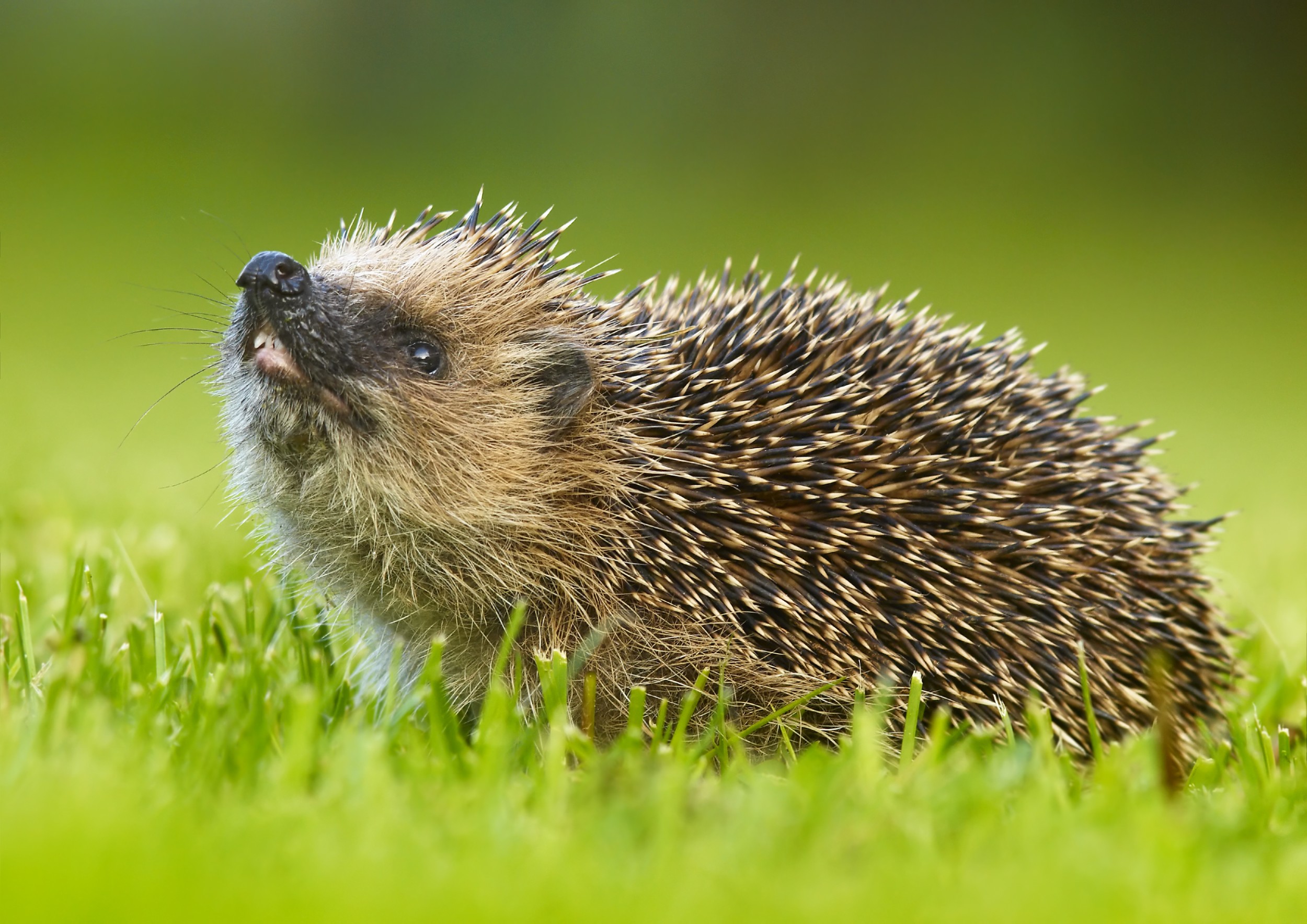 7 coisas que você precisa saber antes de ter alguns desses animais exóticos