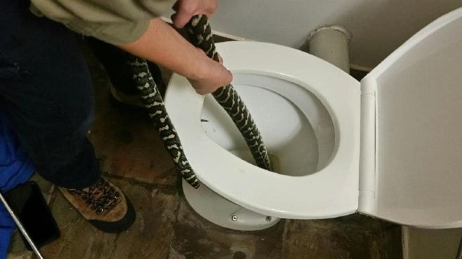 Mulher encontra píton de quase 2 metros no seu vaso sanitário