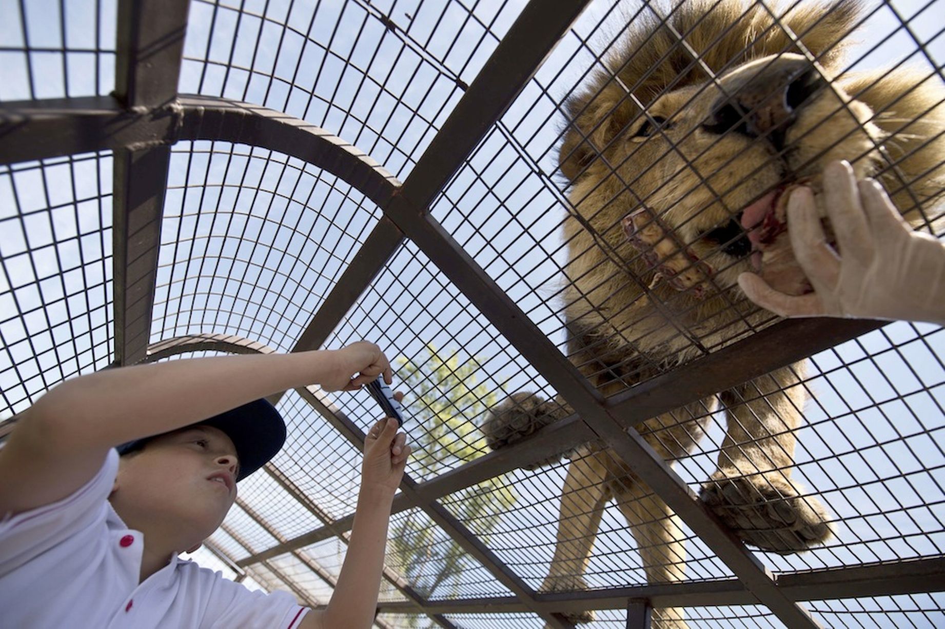 Conheça o zoológico onde os seres humanos ficam dentro de jaulas