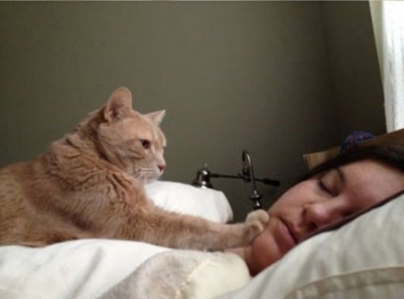 gato acordando POR QUE GATOS ADORAM DORMIR EM CIMA DE SEUS DONOS? gato acordando