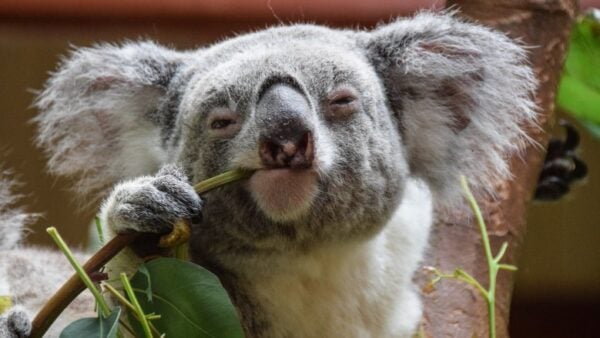 koalas only food hates them 1546466011 7 animais com as vidas mais difíceis do mundo koalas only food hates them 1546466011