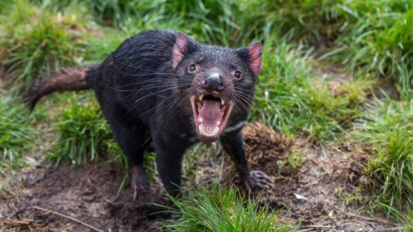 tasmanian devils cant feed most of their kids 1546466011 7 animais com as vidas mais difíceis do mundo tasmanian devils cant feed most of their kids 1546466011