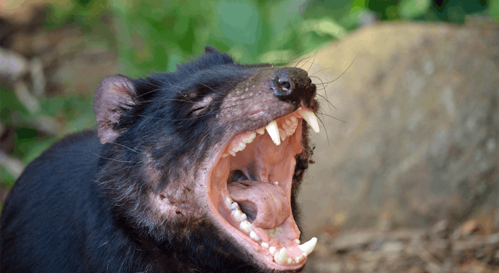 7 animais com as vidas mais difíceis do mundo