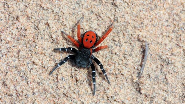 velvet spiders offer random kids their insides as a snack 1546466011 7 animais com as vidas mais difíceis do mundo velvet spiders offer random kids their insides as a snack 1546466011