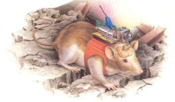Cientistas criam ratos ciborgues que podem ser controlados com o poder da mente