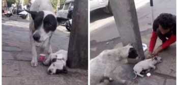 Cadela uiva desesperada por seu filhote machucado e mostra confiança em voluntários