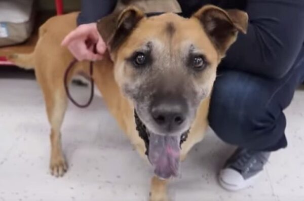 2 127 Cachorro velho que sempre viveu em abrigo tem um dia de rei em programa de TV 2 127