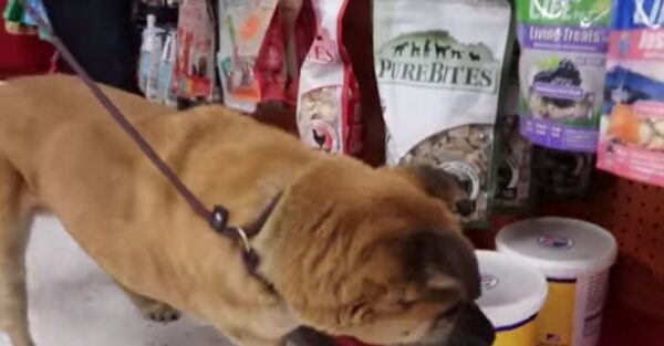 3 95 Cachorro velho que sempre viveu em abrigo tem um dia de rei em programa de TV 3 95