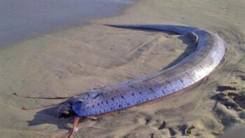 Japoneses temem desastre após peixe-remo ser encontrado na praia