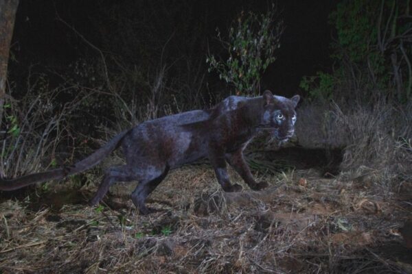 pantera negra africa3 838x559 Entenda porque as panteras negras são tão raras na natureza pantera negra africa3 838x559
