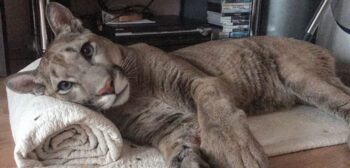 Esse puma, que não pode voltar para natureza, vive como um grande gato doméstico