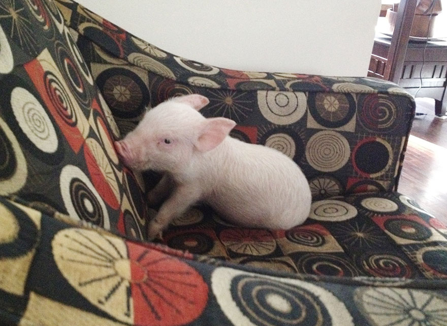 Família acreditou estar comprando um mini porco e teve surpresa tempos depois