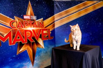 Campanha do filme Capitã Marvel arrecada doações para institutos protetores dos animais