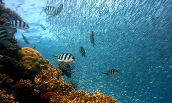 Entenda porque o oxigênio nos oceanos está acabando e o quanto isso é perigoso