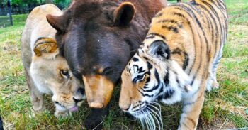 7 amizades animais que vão derreter seu coração