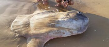 Imagens mostram um peixe-lua gigante encontrado na Austrália