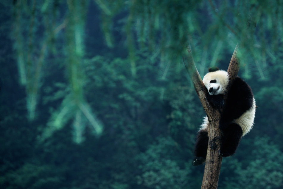 7 animais que possuem hábitos de sono estranhos