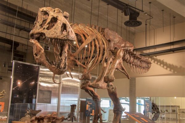 Tiranossauro Rex encontrado no Canadá em 1991 é o maior do mundo, Natureza