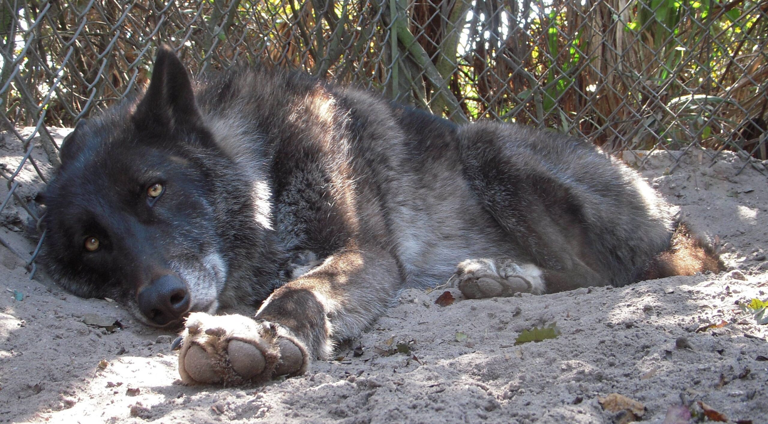 Lobo abandonado agora vive como um grande cachorro