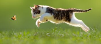 7 benefícios de ter um gato em casa