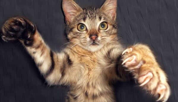 soudesergipe wordpet gato garras unhas Homem é diagnóstico com ''esquizofrenia'' depois de ser arranhado por um gato soudesergipe wordpet gato garras unhas