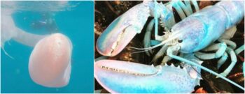 7 animais surreais que existem de verdade