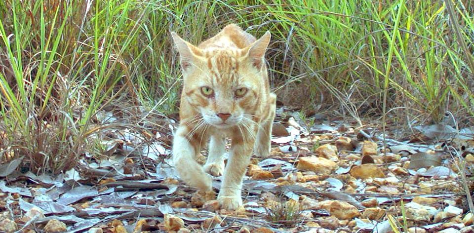 Entenda porque a Austrália quer matar 2 milhões de gatos