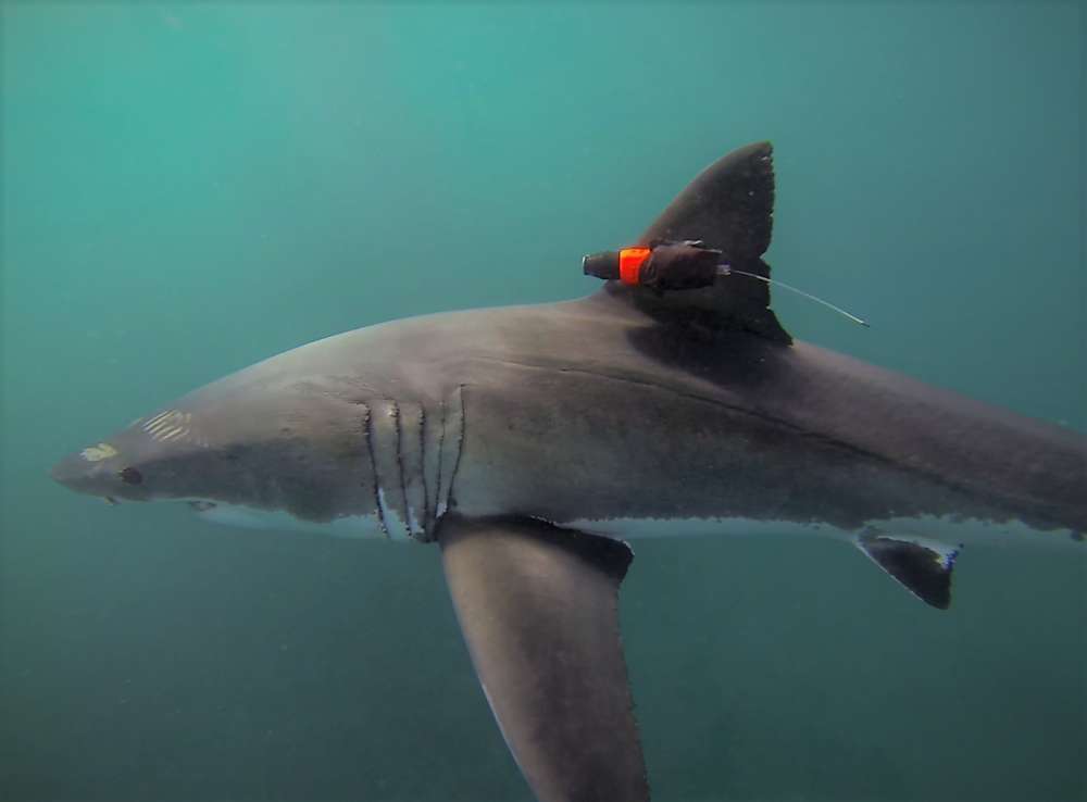 Câmera amarrada em tubarão mostra como é a visão do animal