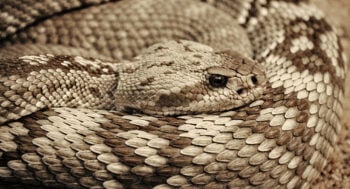 Por que um antigo nativo americano comeu uma cobra venenosa inteira?