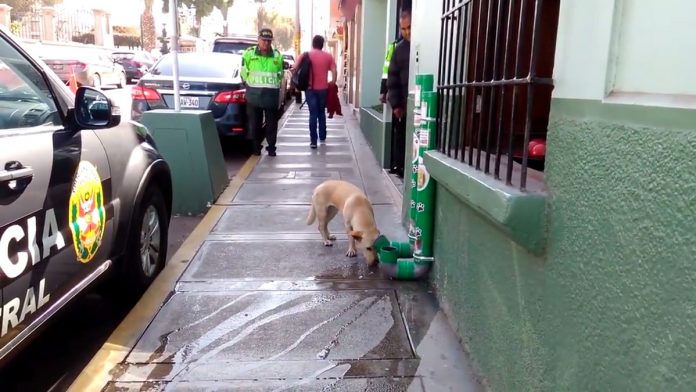Peru cria projeto que deveria ser copiado por todos para acabar com fome de animais de rua