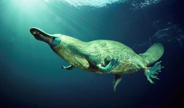7 criaturas deslumbrantes que confundem até os melhores cientistas