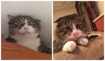 Gato faz sucesso na internet por suas reações ”humanas”
