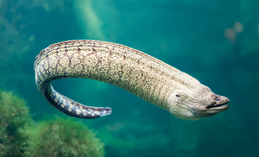 Como enguias elétricas produzem eletricidade? Fatos Desconhecidos