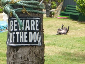 9 imagens que mostram os ”terríveis” animais por trás das placas de cão bravo