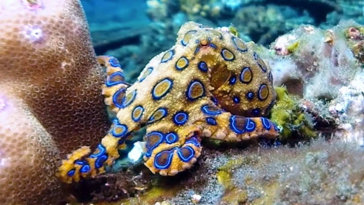 7 criaturas dos oceanos que são muito mais perigosas que os tubarões