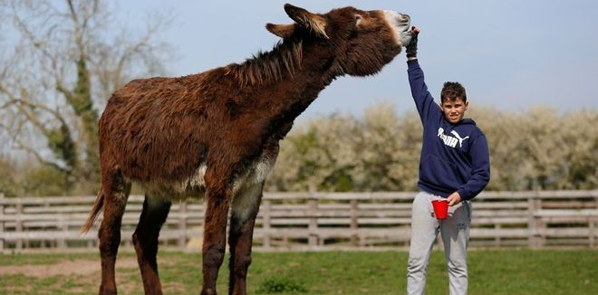 Conheça o maior burro do mundo (ele ainda pode crescer mais)
