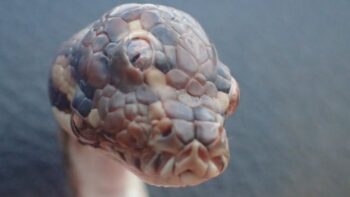Pesquisadores encontraram uma cobra de três olhos na Austrália