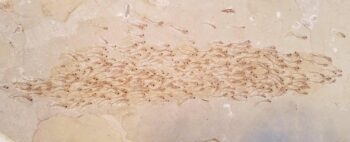 Fóssil raríssimo mostra cardume inteiro de peixes de 50 milhões de anos