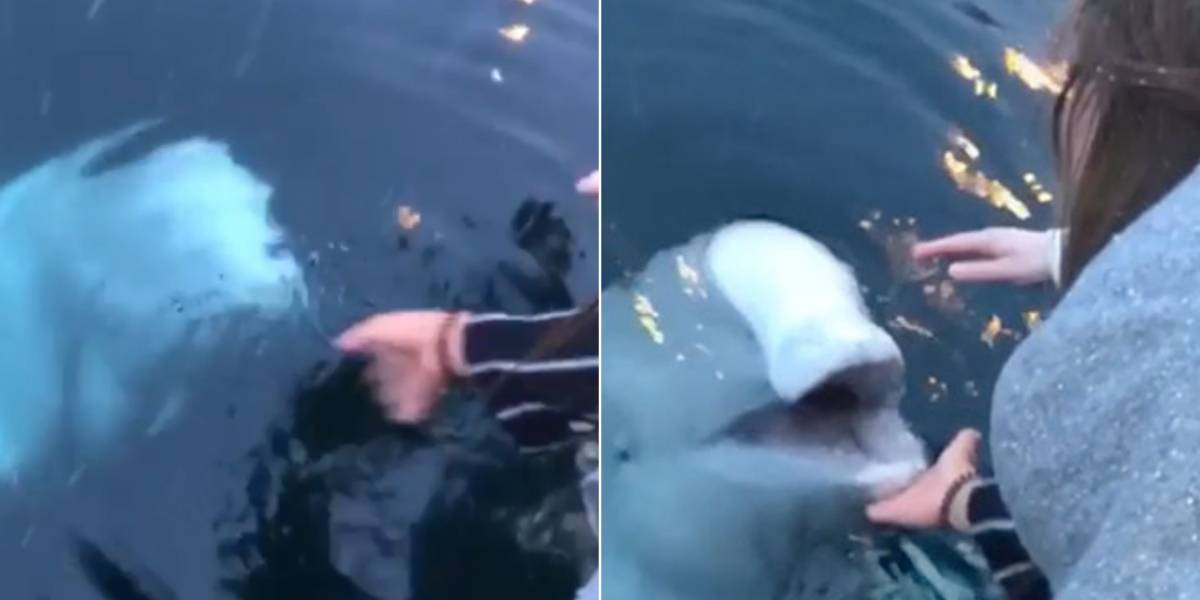 Vídeo mostra beluga devolvendo celular de mulher que caiu no mar