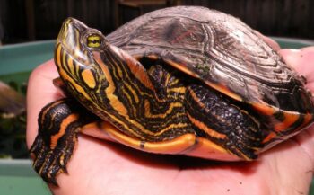 7 animais que estão no Brasil, mas não são brasileiros
