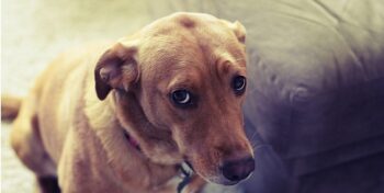 Olhar de ”culpado” do seu cachorro não significa culpa, entenda