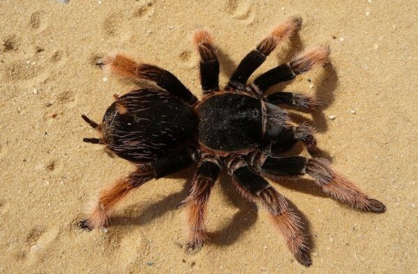 aranha 1 7 formas estranhas com que animais de estimação podem te matar aranha 1