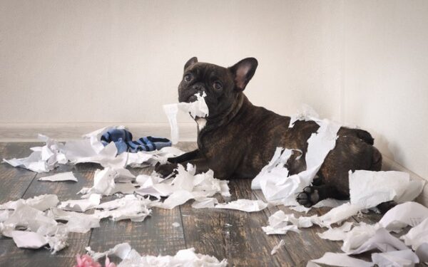 cachorro 1 Olhar de ''culpado'' do seu cachorro não significa culpa, entenda cachorro 1