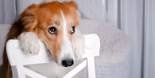 cachorro2 Olhar de ''culpado'' do seu cachorro não significa culpa, entenda cachorro2