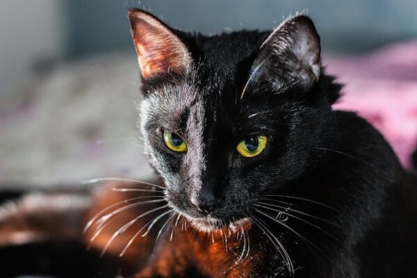gato 7 formas estranhas com que animais de estimação podem te matar gato