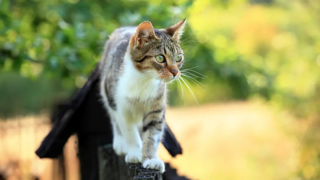Isso é o que provavelmente seu gato está fazendo quando você não está por perto