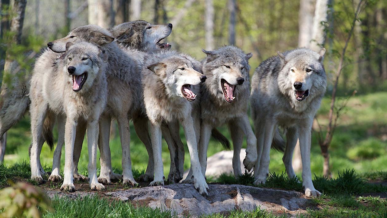 7 coisas inacreditáveis que as pessoas acreditavam sobre os animais antigamente