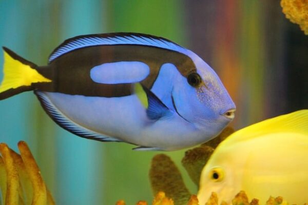 peixe de aqu%C3%A1rio 7 formas estranhas com que animais de estimação podem te matar peixe de aqu%C3%A1rio