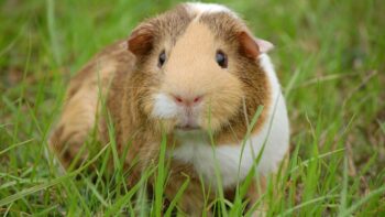 7 animais estranhos comidos em outros países