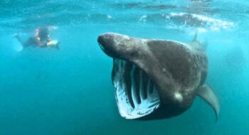 7 peculiaridades mais raras encontradas na natureza